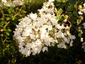 ���邷�ׂ�̉�