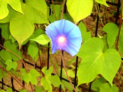 �܂��Ō������A�T�K�I