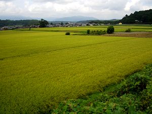 ���F���Ȃ��������̓c���