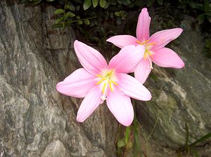 �܂��Ō�������