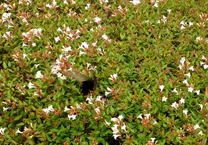 ��������Ō��������X