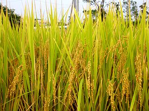 �����ԋ߂̓c��ځi�_�ӂŁj