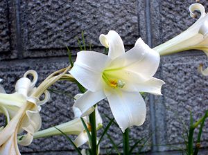 �����̉�