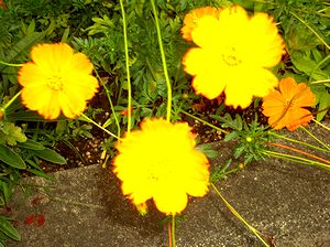 �܂��Ō�������