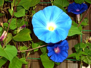 �A�T�K�I�̉�