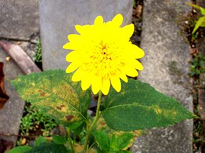 �܂��Ō�������