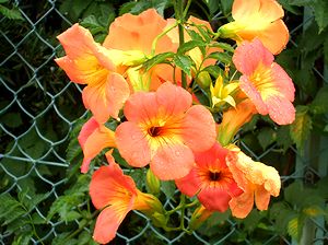 �܂��Ō���������