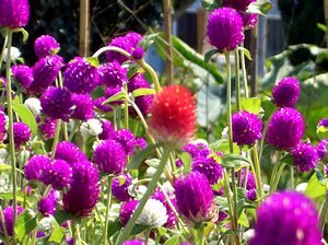 �܂��Ō���������