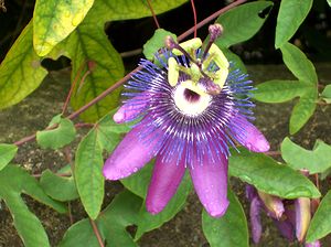 �܂��Ō�������