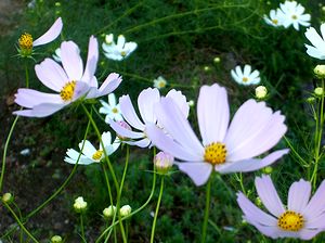 �܂��Ō�������