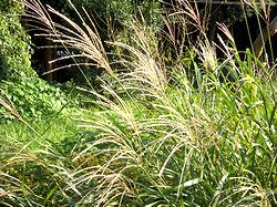 �H�炵���X�X�L���ڗ����Ă��܂���