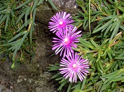 �܂��Ō���������