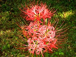 �ފ݂ɂȂ�ƕK���炭�ފ݉�