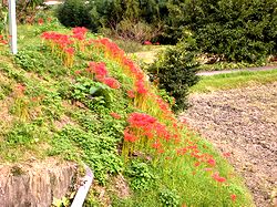 �����͂�n�߂Ă��܂����y��ɍ炭�ފ݉Ԃł�