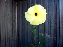 �܂��Ō�������