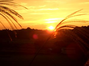 ���̏o�i�H�ᒬ�Łj