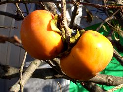 �H�̎���@�`