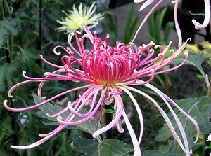 �ߏ��̉ƂŌ������e�̉�