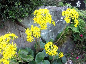 �܂��Ō�������