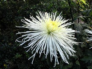 �ߏ��̉Ƃ̋e�̉�