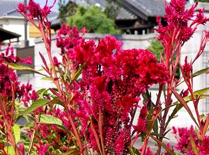 �P�C�g�E�̉�