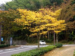 �g�t���n�܂肾�����i�T�R����������j