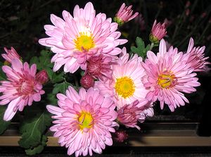 �܂��Ō���������