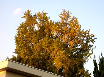 ������������@�p���̃C�`���E�̖�