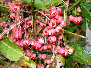 �܂��Ō�������