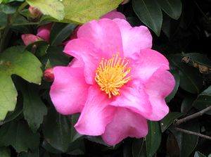 �܂��Ō���������