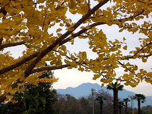 �g�t�������ސ�������̃C�`���E�̖�