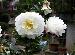 �T�U���J�̉�