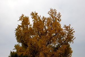 �����̃C�`���E�̖؁i�g�t�������񂢂܂��j