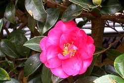 ��̃T�U���J�̉�