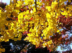 �����������Ă��ꂢ�ȏ@�p���̃C�`���E