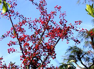 �܂��Ō�������