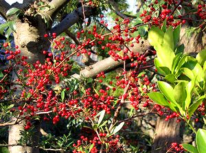 �܂��Ō�������