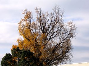 �C�`���E�̗t������ȂɎU���Ă��܂��܂����i�@�p���j