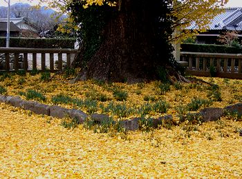 �C�`���E�̖؂̉��͉��F�̂��イ����