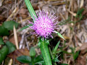 �܂��Ō�������