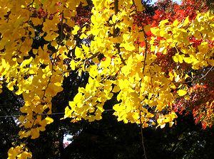 �g�t�����C�`���E�̖�