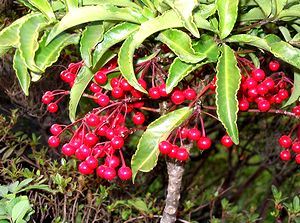 �}�������E�̉ԁi�Z�������E�Ƃ悭���Ă��܂��j