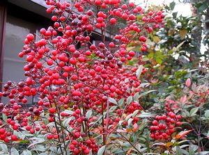 �i���e���̎�