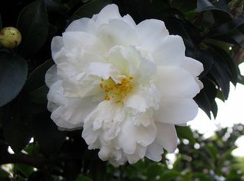 �T�U���J�̉�