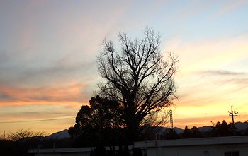 �����̗[�_�ƃC�`���E�̖؁i�t�����ׂĎU��܂����j