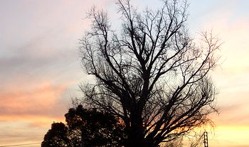 �[�Ă��_�ƃC�`���E�̖؁i�Čf�j