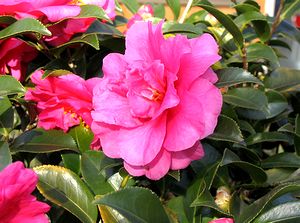 �T�U���J�̉�