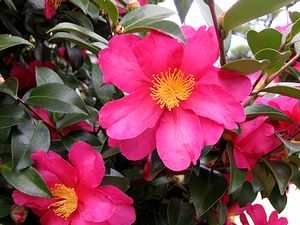 �܂��Ō�������