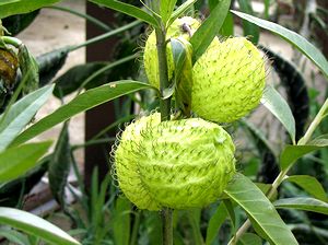 �܂��Ō����܂���