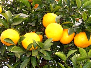 �܂��Ō����܂���